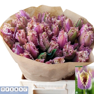 TU FR CRUNCH CUMMINS