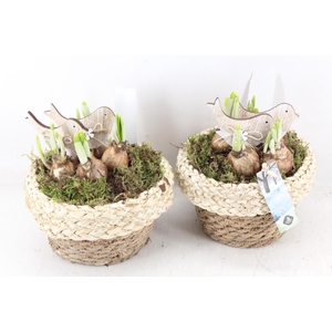 arr4 Narcis JS - Mand met rand x4