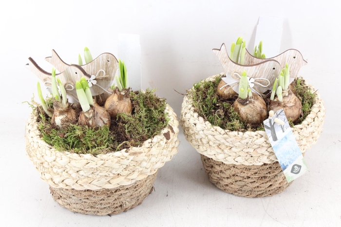 <h4>arr4 Narcis JS - Mand met rand x4</h4>