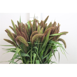 Setaria Red Jewel