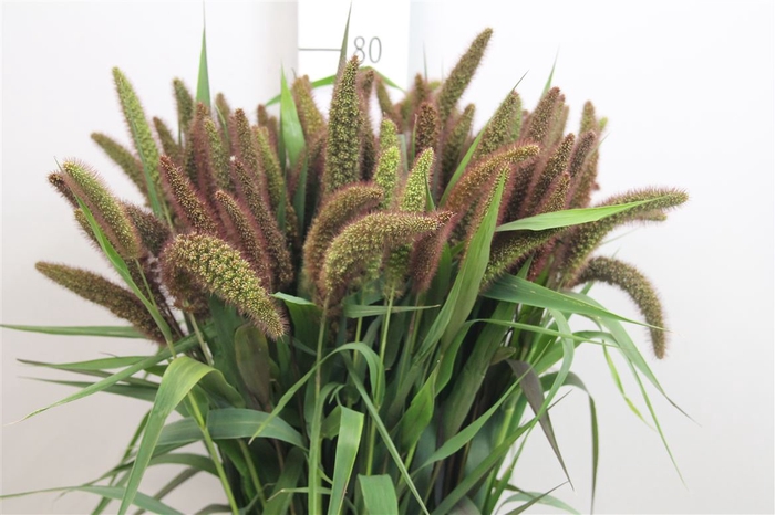 <h4>Setaria Red Jewel</h4>