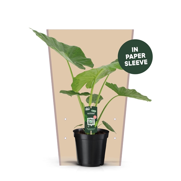 <h4>Alocasia Macorrhiza 19 Papieren Hoes</h4>