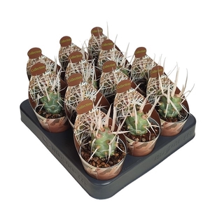 TEPHROCACTUS ARTICULATUS PAPYRACANTHUS - POT Ø 6,5 - COLLECTION WITH POTCOVER (CACTUS)