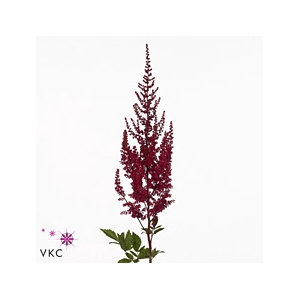 Astilbe Paul Gäarder