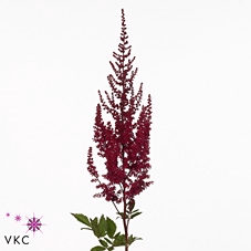 <h4>Astilbe Paul Gäarder</h4>