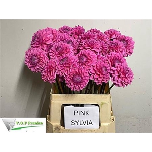 Dahlia Sylvia Pink