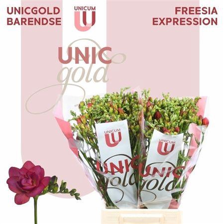 <h4>FR DU EXPRESSION</h4>