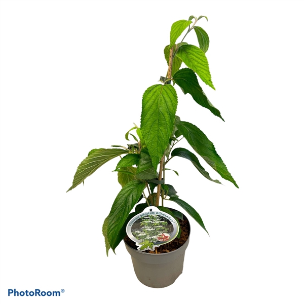 <h4>Viburnum plicatum 'Kilmandjaro' 40-50 P19</h4>