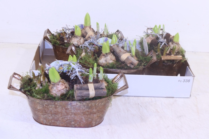 <h4>Arr Bol Knolgewas</h4>