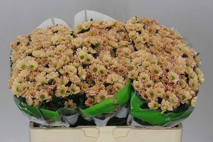 <h4>Sant Rossi Salmon</h4>