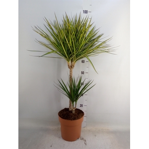 Dracaena   ...mix