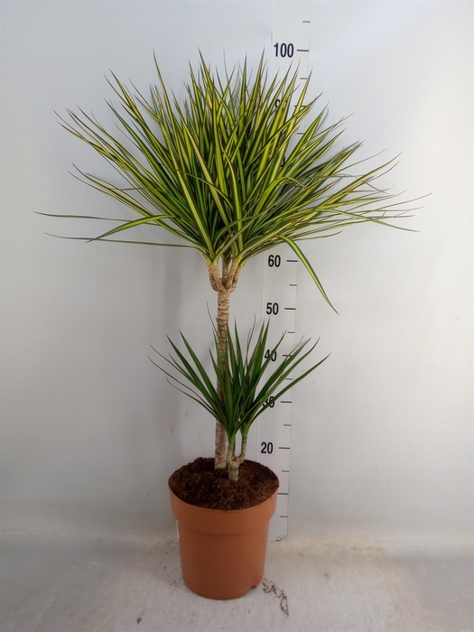 <h4>Dracaena   ...mix</h4>