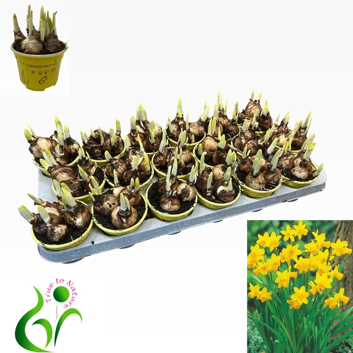 <h4>NARC O TETE A TETE</h4>