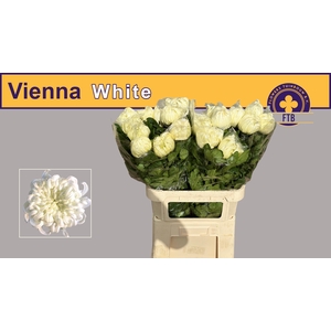 CHR G VIENNA WHITE