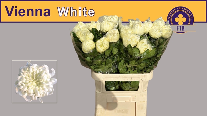 CHR G VIENNA WHITE