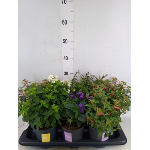 Kuipplanten   ...mix        [Patio]