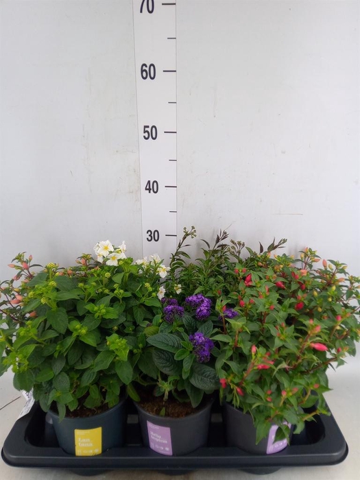 <h4>Kuipplanten   ...mix        [Patio]</h4>