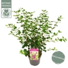 Syringa