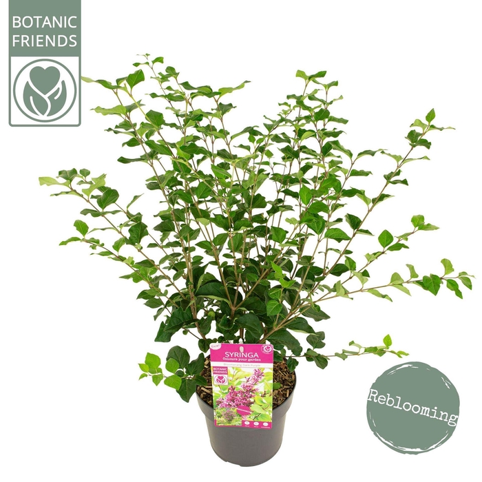 Syringa