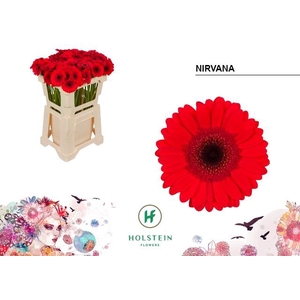 GE MI NIRVANA