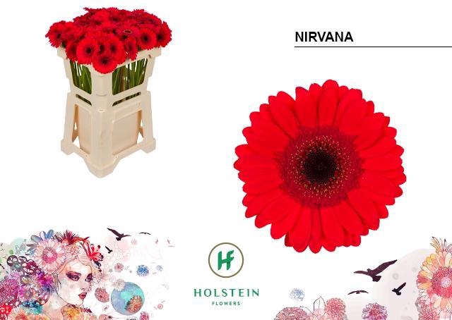 <h4>GE MI NIRVANA</h4>