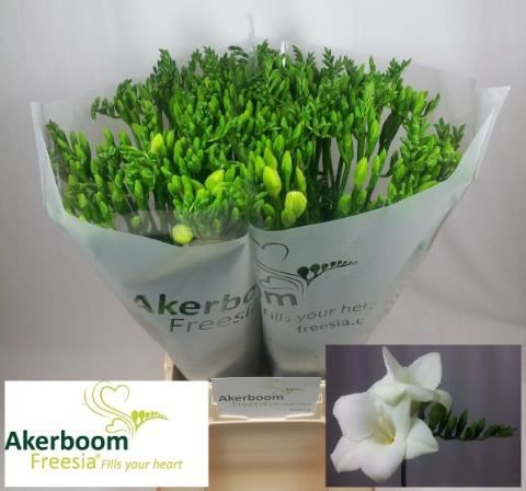 <h4>Freesia enk Alba River</h4>