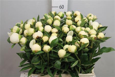 <h4>Paeo Duches D Nemo</h4>