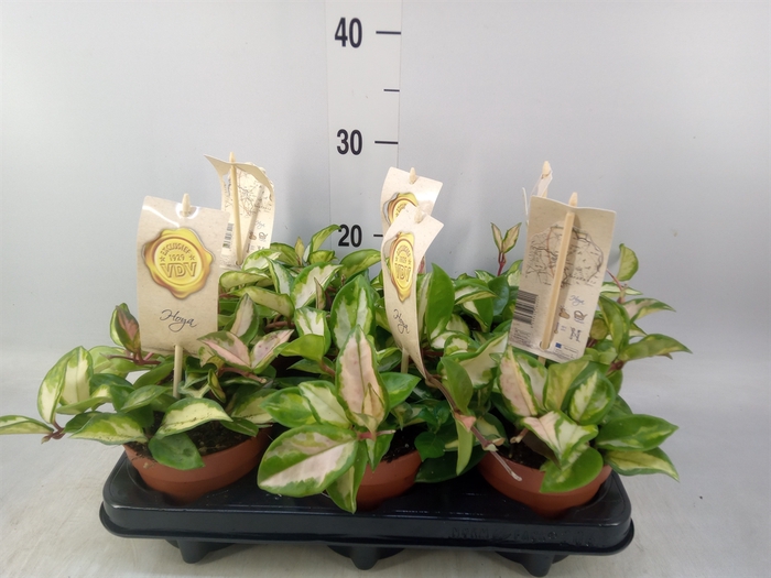 <h4>Hoya carnosa 'Tricolor'</h4>