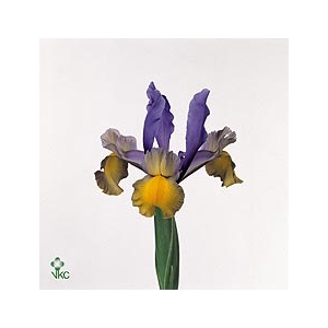 IRIS MISS SAIGON