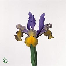 <h4>IRIS MISS SAIGON</h4>