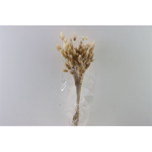 Dried Lagurus Natural Bunch 50gram Slv