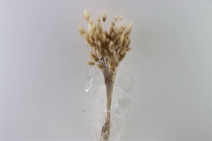 <h4>Dried Lagurus Natural Bunch 50gram Slv</h4>