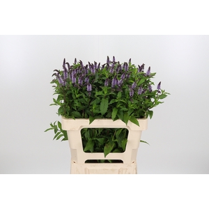 Mentha Tigra