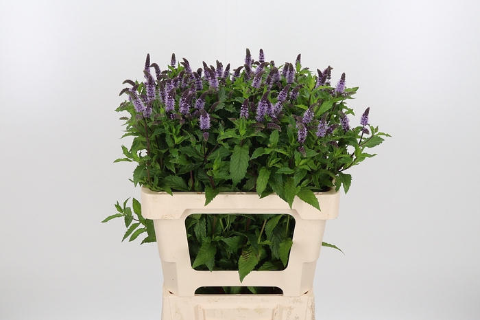 <h4>Mentha Tigra</h4>