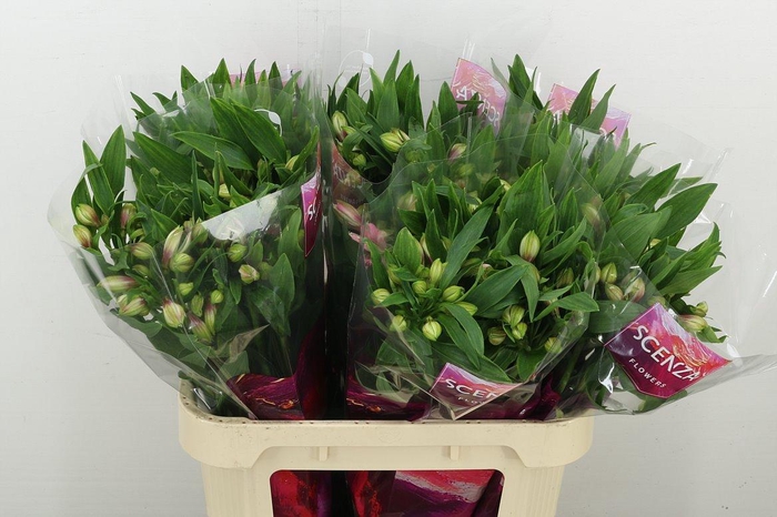 <h4>Alstr Elegance</h4>