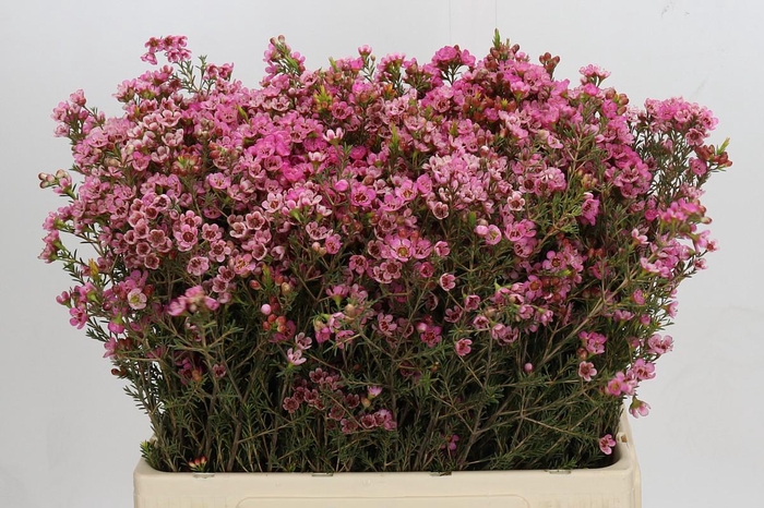 <h4>Chamelaucium Sarah's Delight</h4>