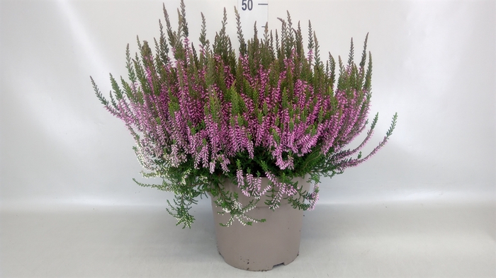 Calluna vulg. 'Garden G Amethyst'