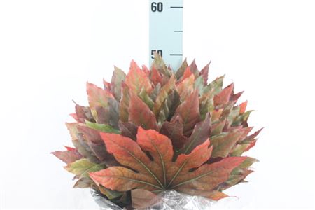 <h4>Aralia Blad Autum</h4>