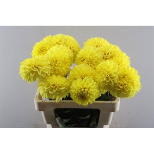 Dahl Yellow Symphony