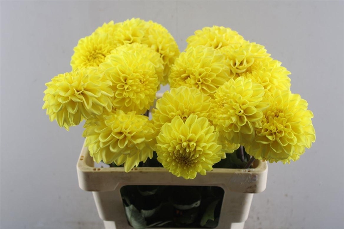 <h4>Dahl Yellow Symphony</h4>