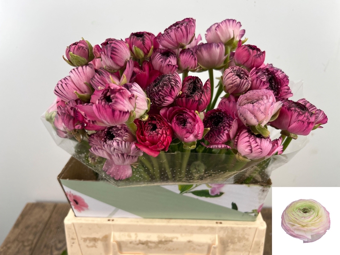 <h4>RANUNCULUS OV</h4>