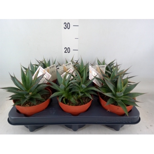 Agave  'Shaka Zulu'