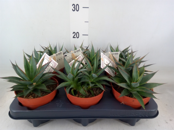 <h4>Agave  'Shaka Zulu'</h4>