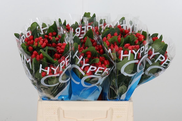 <h4>Hyp Coco Diablo</h4>