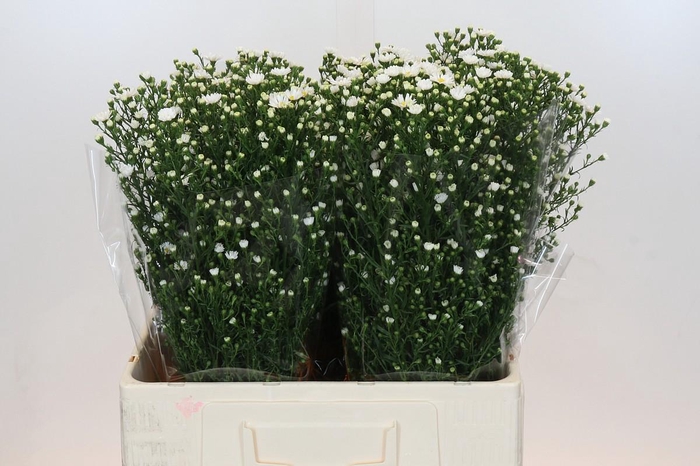 <h4>Aster Paquita</h4>