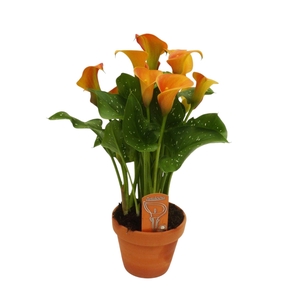 Zantedeschia Oranje in stenen pot