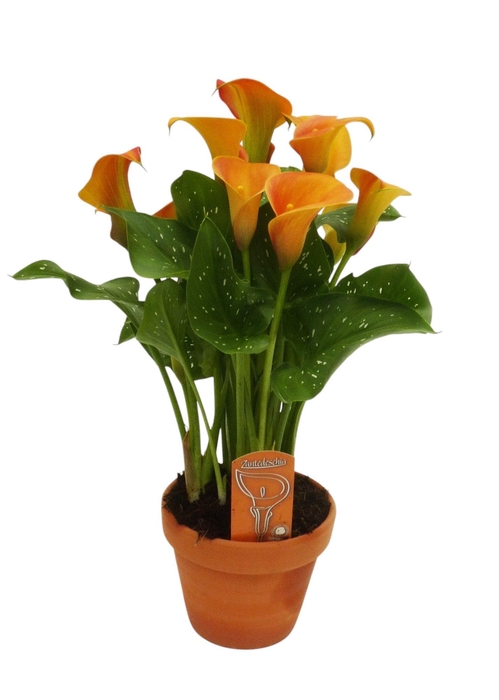 <h4>Zantedeschia Oranje in stenen pot</h4>