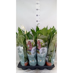 Spathiphyllum  'Sweet Chico'