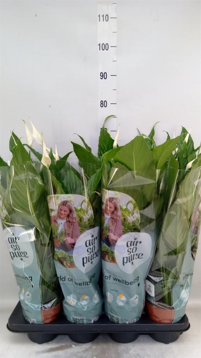<h4>Spathiphyllum  'Sweet Chico'</h4>