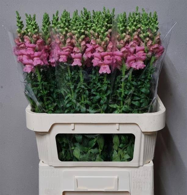 <h4>Antir Poto Pink</h4>